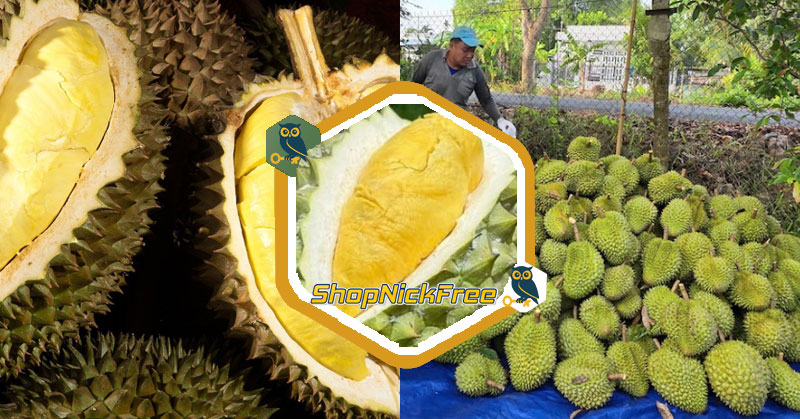 Giá Sầu riêng tại vườn hôm nay 04/07/2025