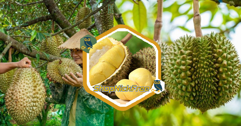 Giá Sầu riêng tại vườn hôm nay 05/07/2025