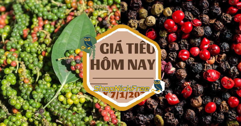 Giá Tiêu hôm nay 01/07/2025