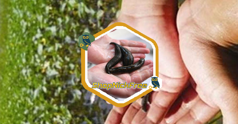 Nằm mơ thấy con đỉa