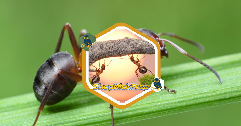Nằm mơ thấy đàn kiến vàng