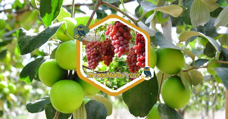 Nằm mơ thấy hái trái cây, hái quả