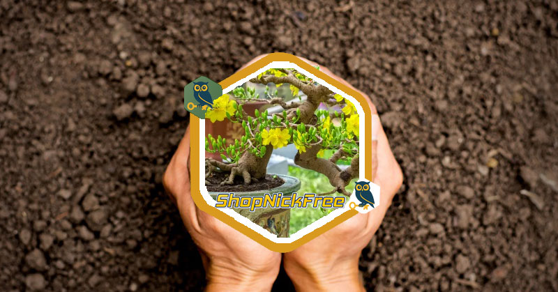 Nằm mơ thấy trồng cây