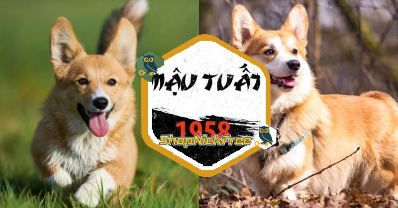 Tử vi tuổi Mậu Tuất 1958 Nam mạng